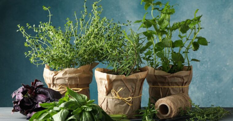cultivar ervas aromáticas em pequenos espaços