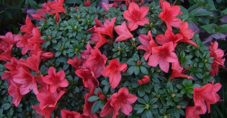Flor azaleia: aprenda a cultivar para ter um inverno florido