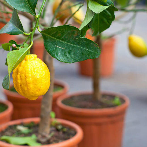 cultivar frutas na varanda