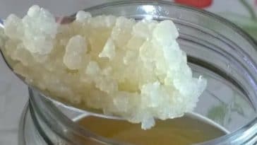 kefir de água ou de leite