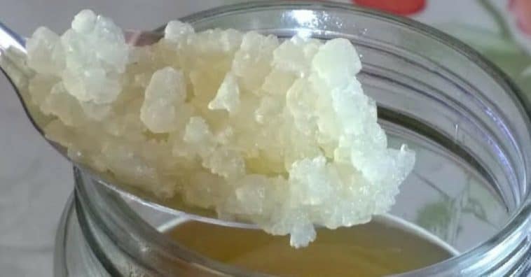 kefir de água ou de leite