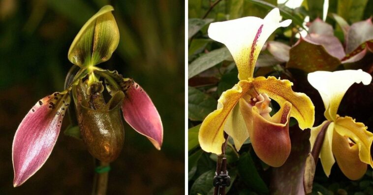 orquídea sapatinho como cuidar