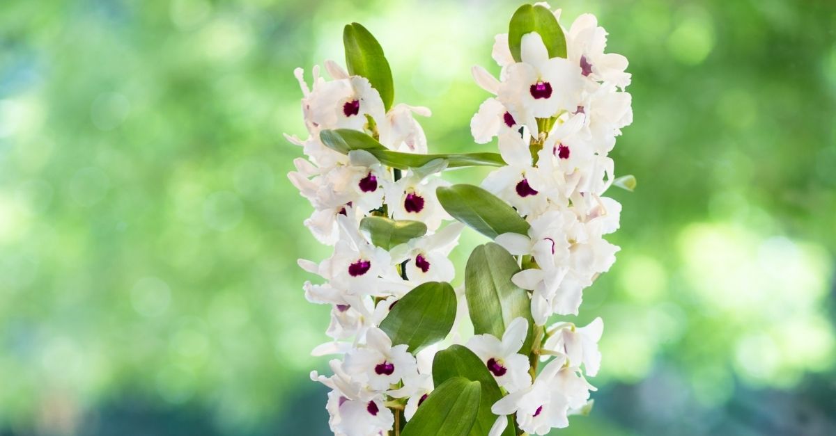cultivar orquídea olho-de-boneca