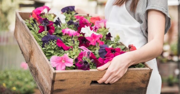 como cuidar de petúnia flor