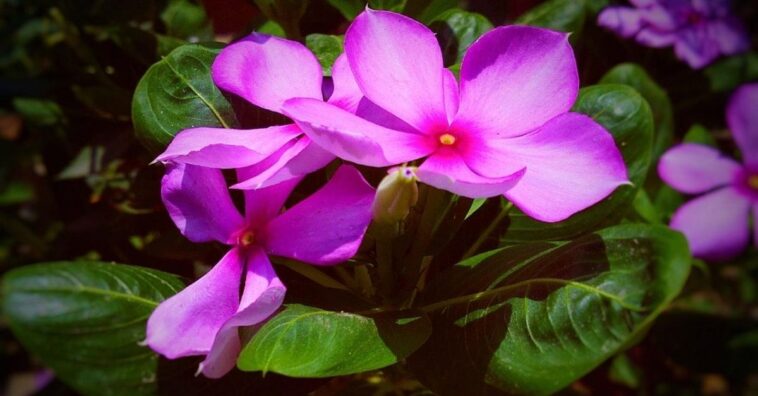 cultivo da pervinca planta