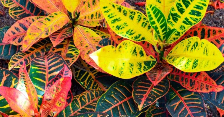 cróton cuidados e como fazer mudas