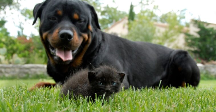 cães e gatos comem grama