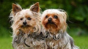 cães mais velhos da grã-betanha