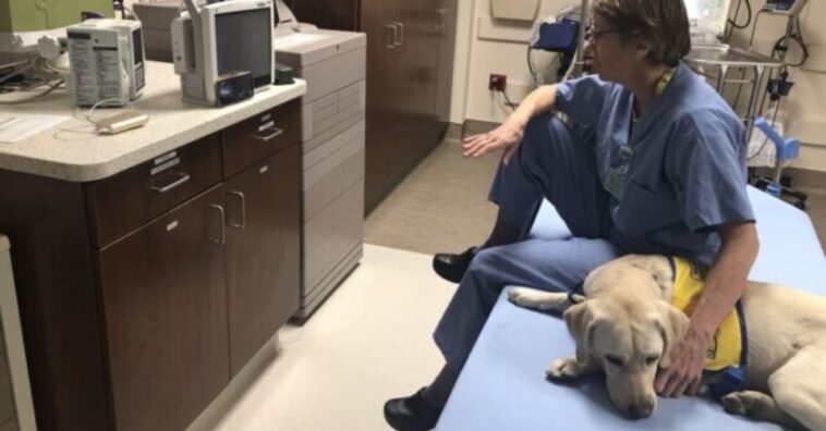 cão de terapia ajuda equipes médicas