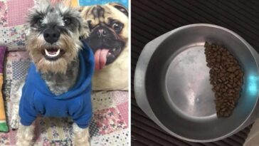 cão que economiza ração