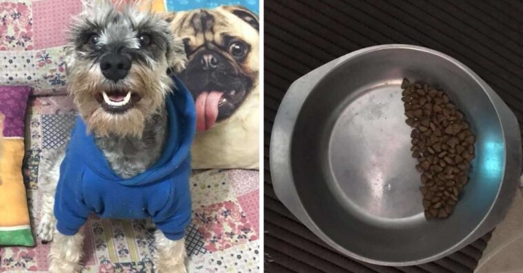 cão que economiza ração