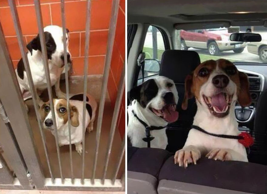 cachorros resgatados