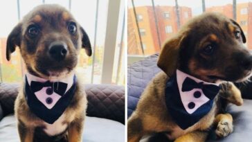 cão veste smoking para esperar família que não veio