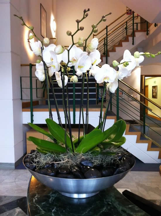 Ideias lindas para decorar a casa com orquídeas