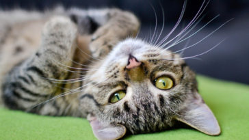 decoração para quem tem gatos