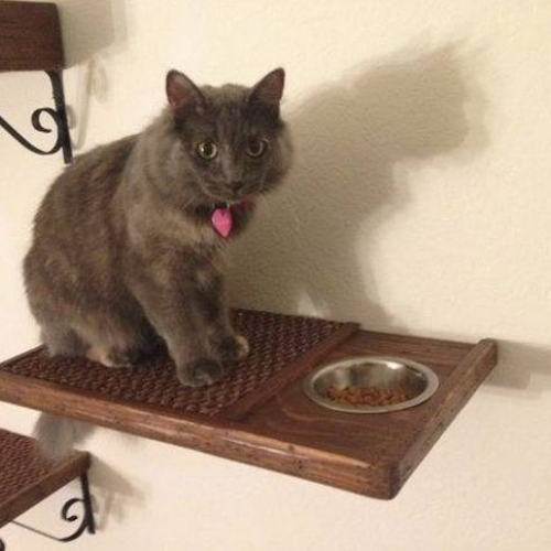 ideia decoração para quem tem gatos comedouro