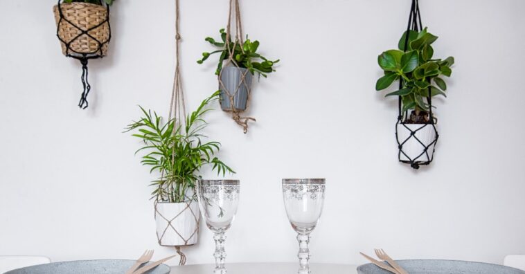 decoração com plantas suspensas