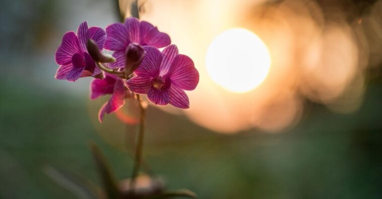 dicas para decorar com orquídeas