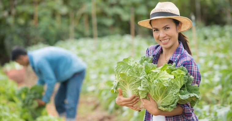 delivery aumenta vendas de produtores de orgânicos