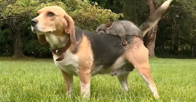 depois de perder seus filhotes cadela adota marsupial