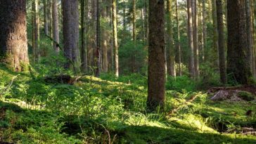 Encontre a modelo na imagem