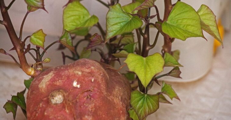 como plantar batata-doce