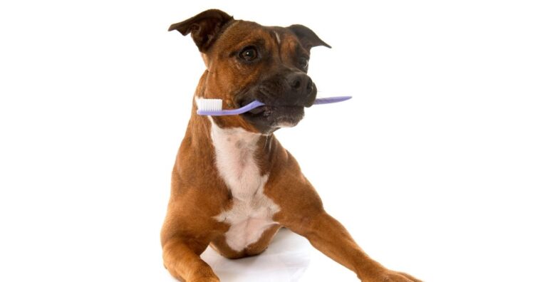 dicas de como escovar dente de cachorro