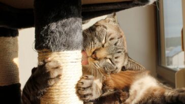 como fazer arranhador para gatos