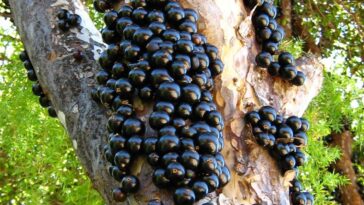 como fazer licor de jabuticaba
