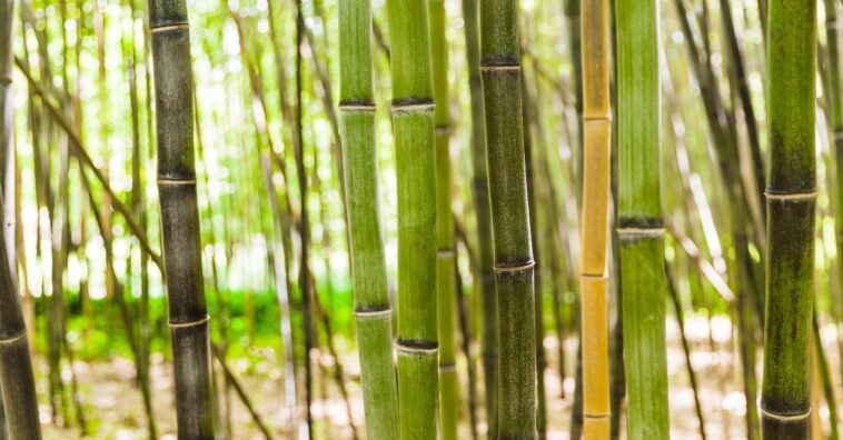 como plantar bambu em casa