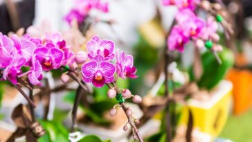 dicas e truques para cultivar orquideas