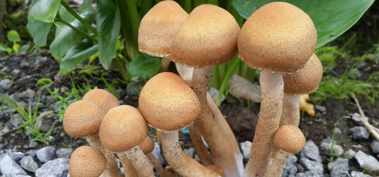 dicas para cultivar cogumelos em casa