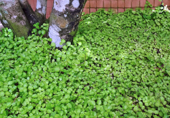 Plantas que deixam o ambiente mais úmido