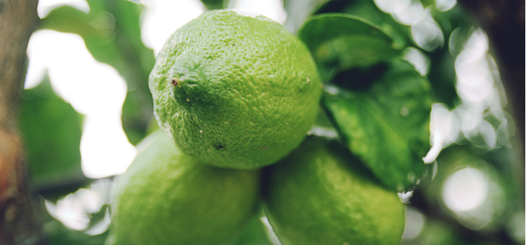 diureticos naturais limão