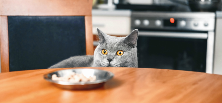 doenças mais comuns em gatos