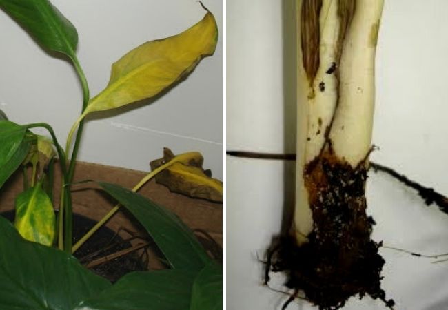 5 Principais doenças das plantas — e como tratar!