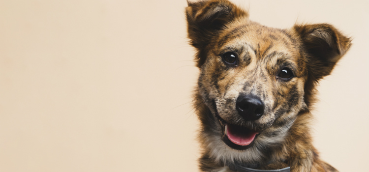 doenças mais comuns em cães