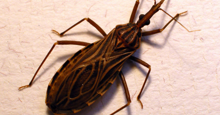 doença de chagas o que é