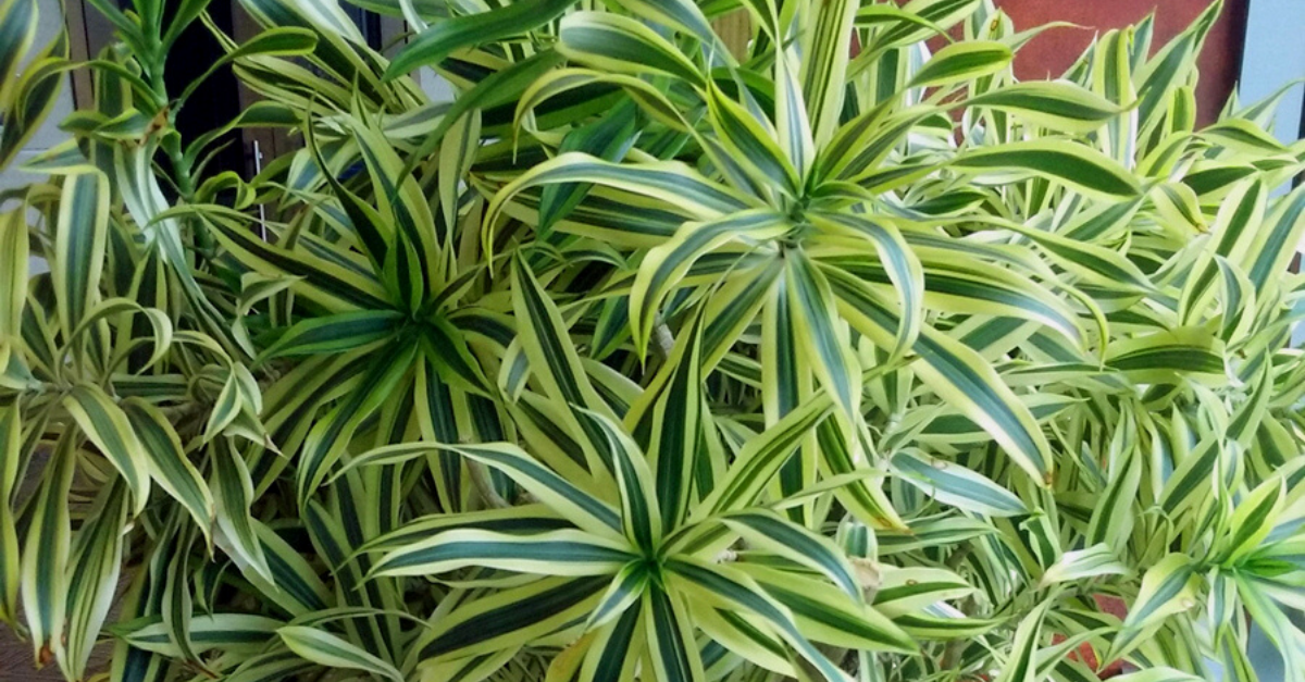 Dracenas: dicas de cultivo desse gênero de plantas
