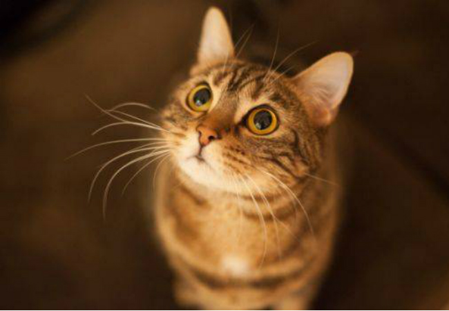 dúvida gato olhando nada