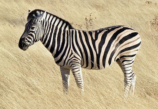 dúvidas zebra