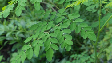 moringa para diabetes