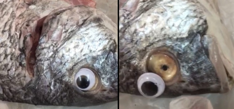 encontrados olhos de plástico em peixes no Kwait