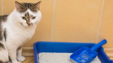 ensinar gato a fazer xixi na caixa de areia