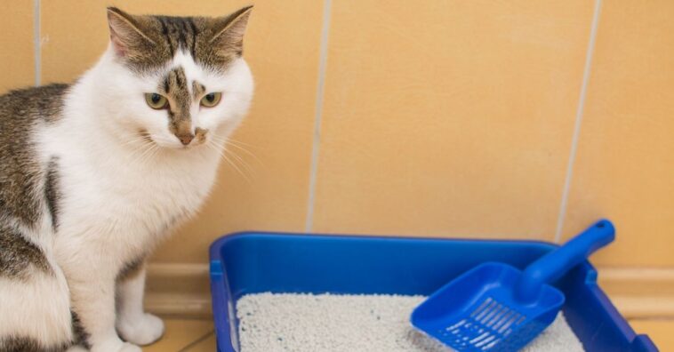 ensinar gato a fazer xixi na caixa de areia