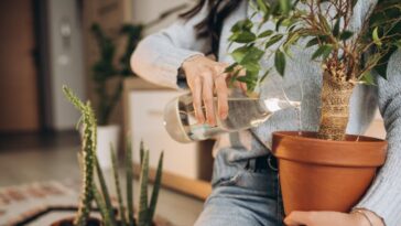 erros que matam as plantas