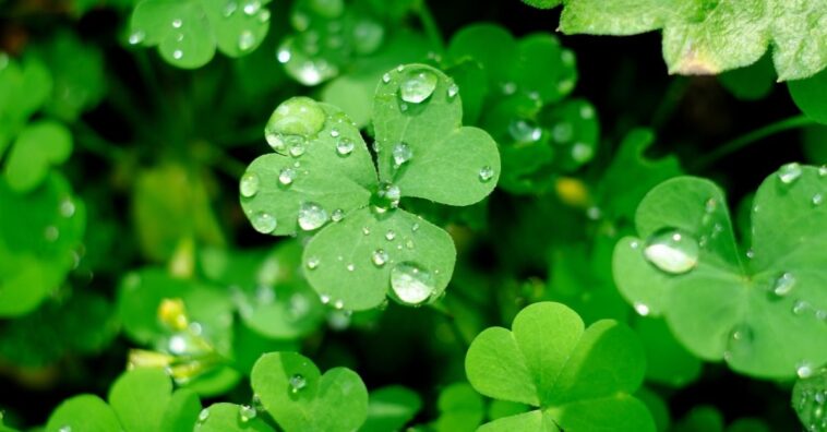 ervas daninhas indicam sobre a terra