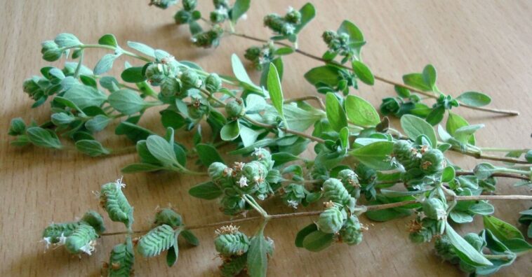 ervas para cultivar em água