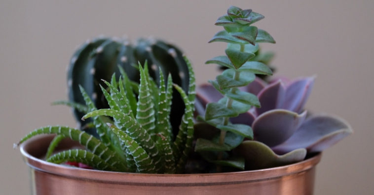 plantas que não precisam de sol