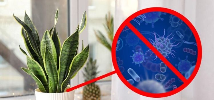 Plantas que trazem boas energias